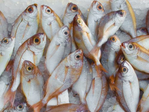 Supplier Seafood Semarang