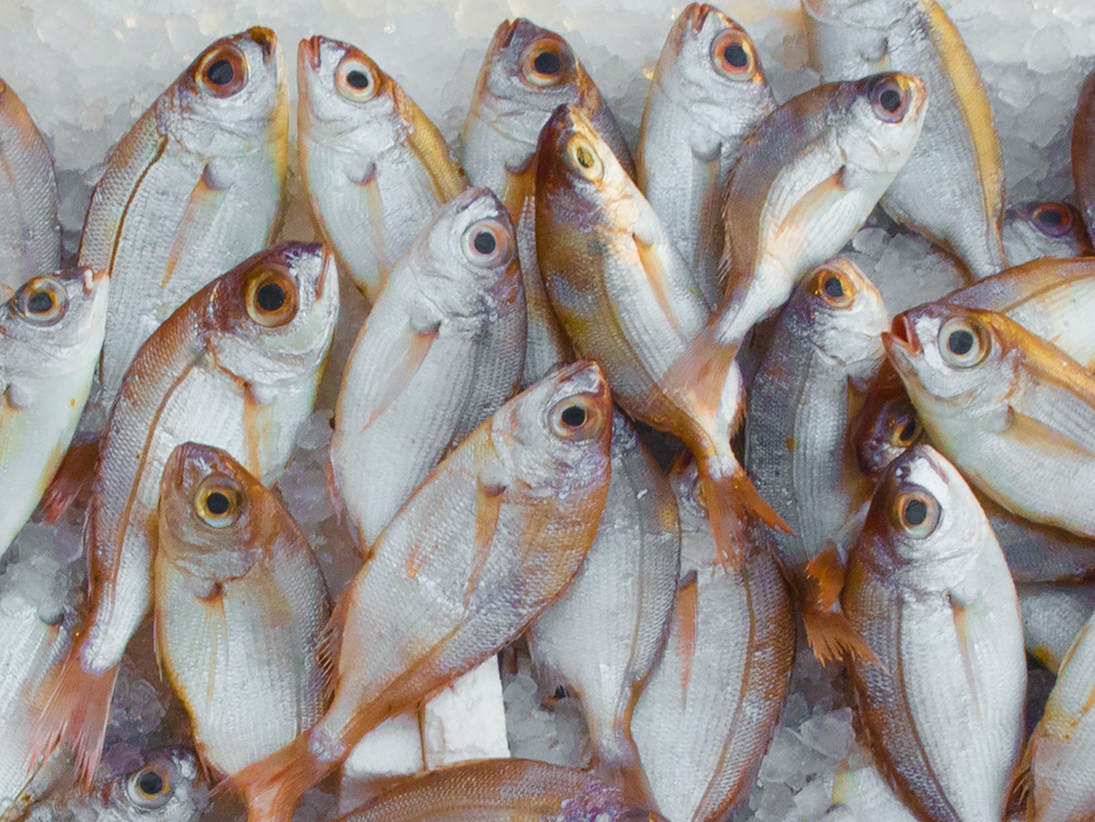 Seafood Mentah Semarang