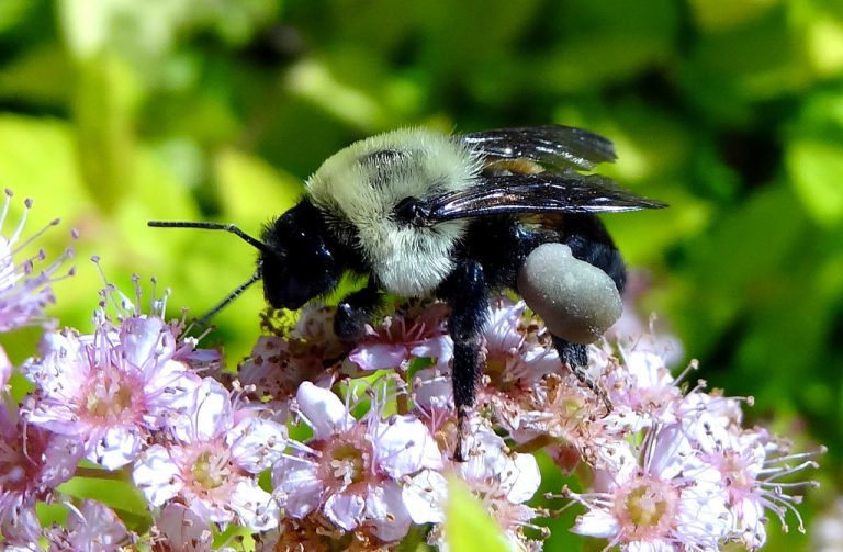 Khasiat dari Bee Pollen, Bisa Meningkatkan Kesuburan