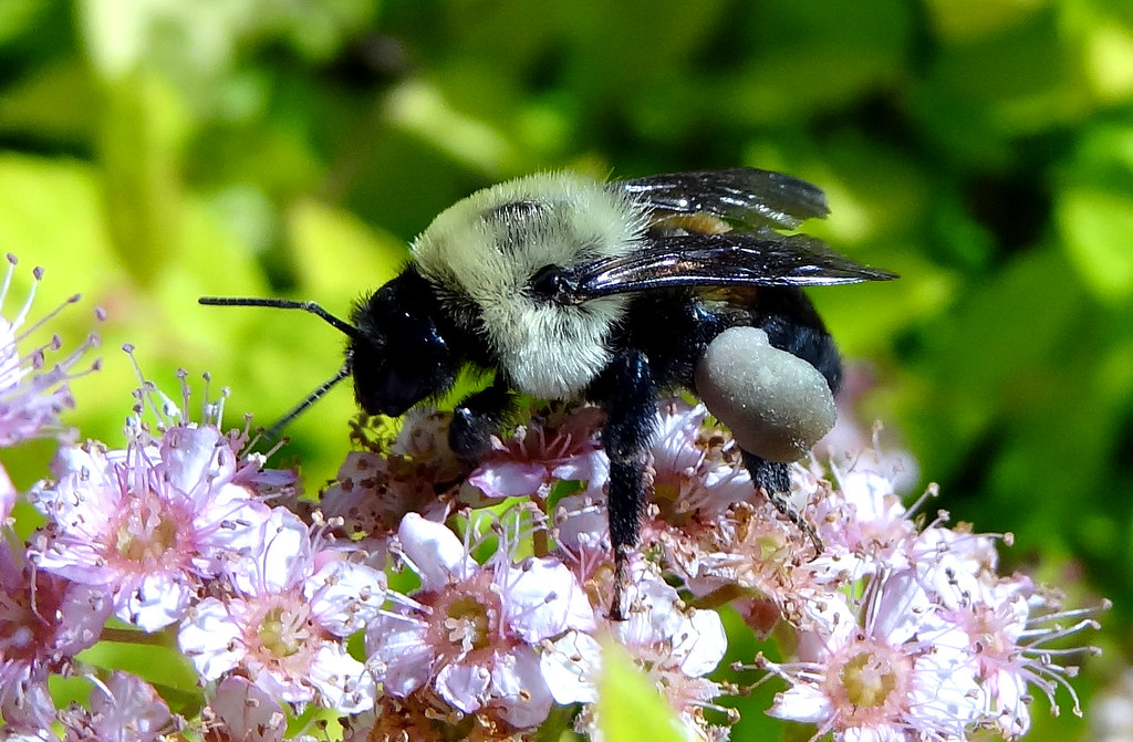 Bee Pollen