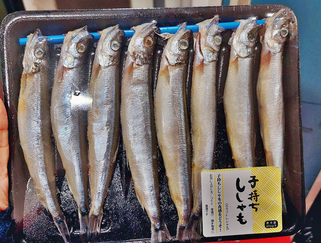 Ikan Shisamo: Manfaat dan Cara Memasaknya